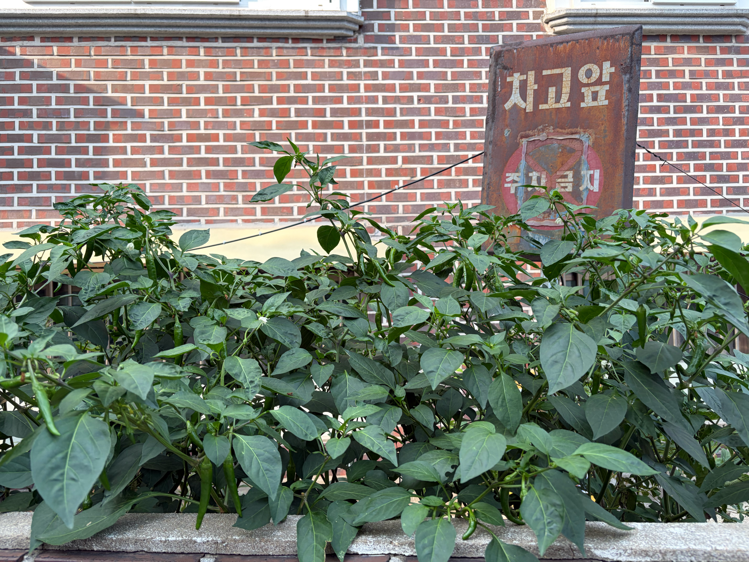 How to Grow Vegetables Korean Style – Small-Space Gardening in Seoul